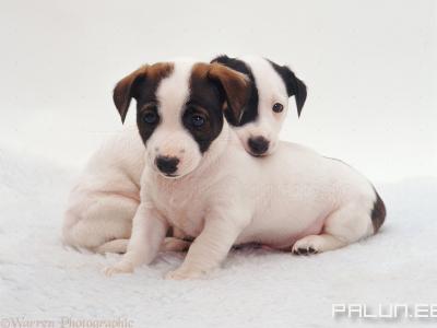Отдам-Домашние животные-Собаки