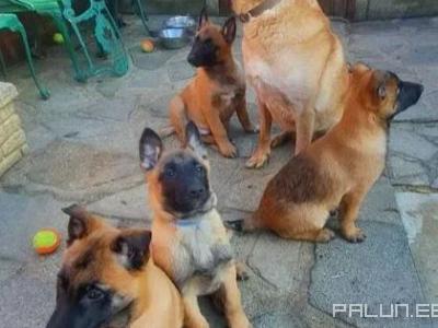 Продаю-Домашние животные-Собаки